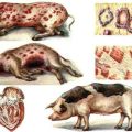 Oorzaken en symptomen van erysipelas van varkens, behandelings- en preventiemethoden