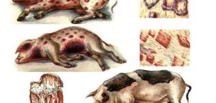 Cauzele și simptomele erizipelelor de porc, metodele de tratament și prevenire