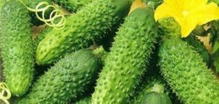 Description of the Adam cucumber variety and recommendations for cultivation and care