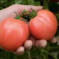 Bokele domates çeşidinin tanımı ve verimi, bahçıvanların yorumları