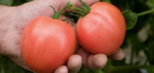 وصف وإنتاج مجموعة الطماطم Bokele ، واستعراضات البستانيين
