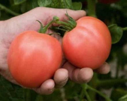 Description and yield of the tomato variety Bokele, reviews of gardeners