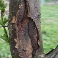 Τι πρέπει να κάνετε εάν ο φλοιός σε ένα δέντρο μηλιάς σπάσει, προκαλεί και μεθόδους θεραπείας