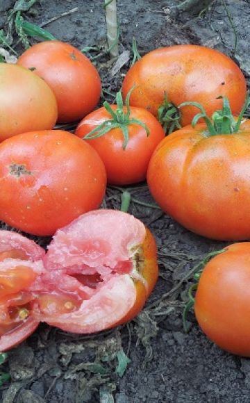 Opis odrody paradajok Ermak F1, vlastnosti pestovania a starostlivosti