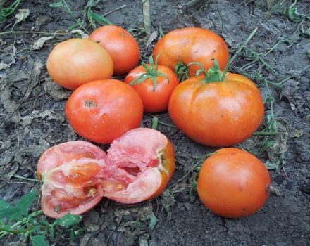 Descripción de la variedad de tomate Ermak F1, características de cultivo y cuidado.