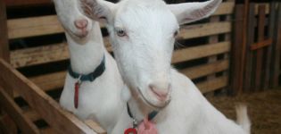 Síntomas y diagnóstico de brucelosis en cabras, métodos de tratamiento y prevención.