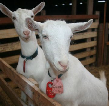 Symptômes et diagnostic de la brucellose chez les chèvres, méthodes de traitement et prévention