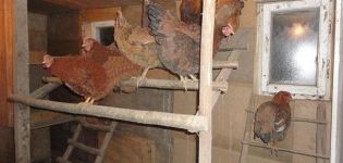 Hvad skal temperaturen være i hønsehuset om vinteren, optimal ydelse og opvarmningsregler