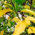 Redenen waarom pruimenbladeren geel worden en eraf vallen en wat te doen