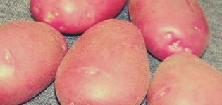 Beskrivning av Kamensky potatisvariant, funktioner för odling och vård