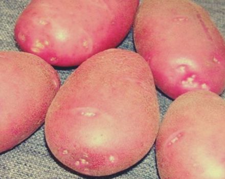 Descripció de la varietat de patates Kamensky, característiques del cultiu i cura