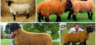 Popis a vlastnosti ovcí Suffolk, vlastnosti obsahu