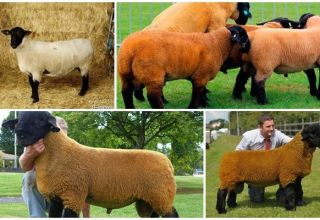 Opis a charakteristika oviec Suffolk, vlastnosti obsahu