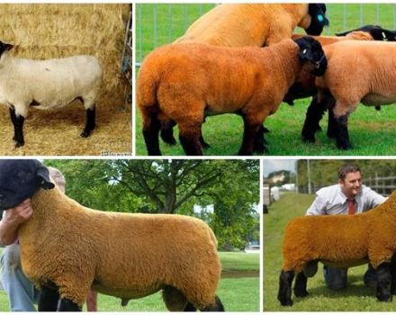 Beschreibung und Eigenschaften von Suffolk-Schafen, Merkmale des Inhalts