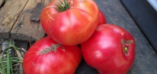 Mô tả giống cà chua Triệu phú, đặc điểm và cách trồng