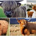 Beschreibung der Rasse der schottischen Kühe, ihrer Eigenschaften und Pflege der Highlands
