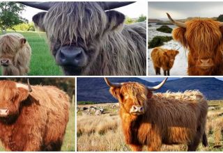 Beskrivelse af racen på skotske køer, deres egenskaber og pleje af højlandet