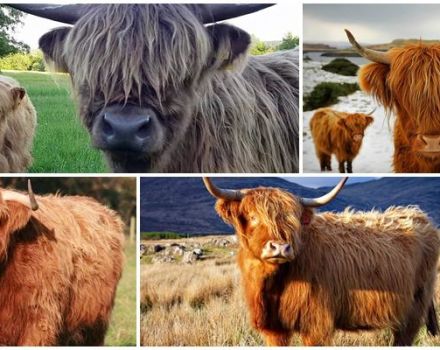 Kuvaus Skotlannin lehmien rodusta, niiden ominaisuuksista ja ylängöiden hoidosta
