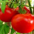 Descripción de la variedad de tomate Mejillas rojas y sus características