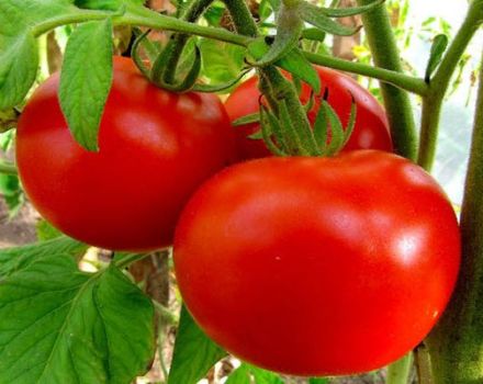 Pomidorų veislės raudoni skruostai aprašymas ir jų savybės