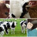 Κανονικές θερμοκρασίες σώματος μοσχάρι και αγελάδας και αιτίες αύξησης
