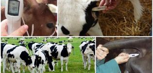 Normal calf and cow body temperature and reasons for the increase