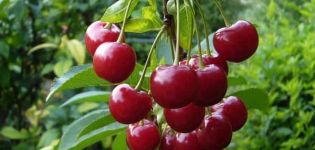 Description of cherries of the Pamyat Vavilov variety and the history of selection, planting and care