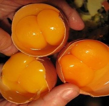Qué gallinas pueden poner huevos de dos yemas, razones y cómo resolver el problema.