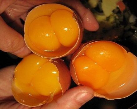 Kokios vištos gali dėti kiaušinius iš dviejų trynių, priežastys ir kaip išspręsti problemą