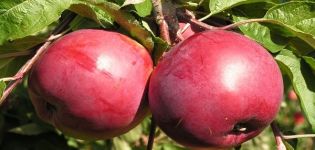 Description de la variété de pomme Rubin, caractéristiques de la résistance à l'hiver et avis des jardiniers