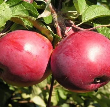 Περιγραφή της ποικιλίας μήλου Rubin, χαρακτηριστικά της ανθεκτικότητας του χειμώνα και κριτικές των κηπουρών