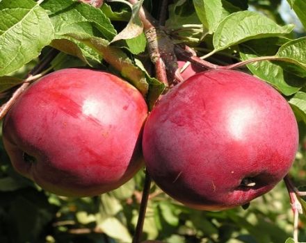 Opis sorte Rubin jabuka, karakteristike zimske postojanosti i recenzije vrtlara