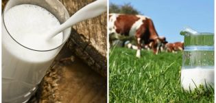 Kāpēc samazinājās govs izslaukums un kāpēc strauji samazinājās piens, ko darīt?