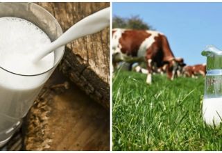 Why the cow's milk yield decreased and the reasons for the sharp decrease in milk, what to do