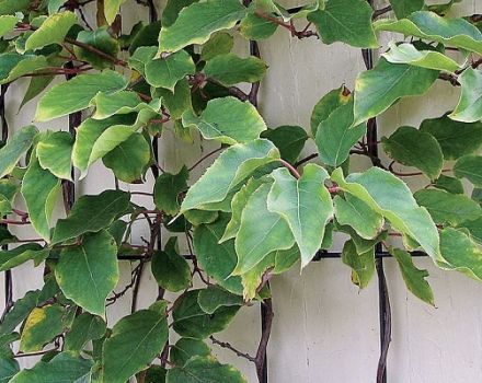 Planting, growing and caring for actinidia in the open field of the Moscow region, a description of the best varieties of kiwi