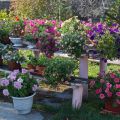 10 veislių petunijos operos su aprašymu ir savybėmis, sodinimu ir priežiūra