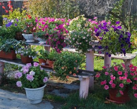 10 varieties of petunia opera with description and characteristics, planting and care