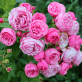 Description et caractéristiques de la rose Pomponella, plantation et entretien