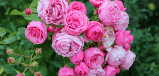 A Pomponella rózsa leírása és jellemzői, ültetés és gondozás