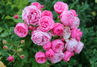 Beschrijving en kenmerken van de Pomponella-roos, aanplant en verzorging
