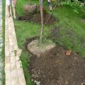 When is it better to plant apple trees in the Moscow region, timing and soil preparation, tree care