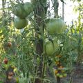 Tomaattilajikkeen kuvaus Majesteettisi, viljely- ja hoitoominaisuudet