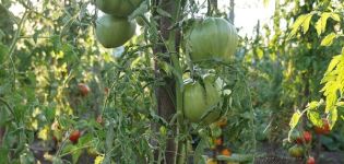 Descripción de la variedad de tomate Su Majestad, características de cultivo y cuidado.