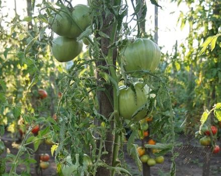 Popis odrůdy rajčat Vaše Výsosti, vlastnosti kultivace a péče
