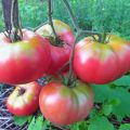 Mikado-tomaattilajikkeen ominaisuudet ja kuvaus, sen sato