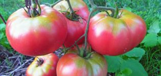Egenskaber og beskrivelse af Mikado-tomatsorten, dens udbytte
