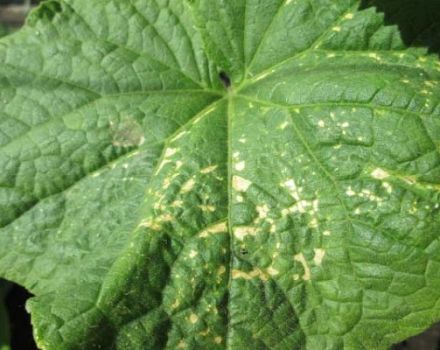 Causes of the appearance of marble leaves in cucumbers and what to do