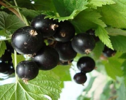 Description and characteristics of the raisin currant variety, planting and care