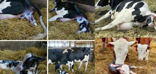 Nascita e cura dei gemelli vitelli e come capire che ci saranno gemelli