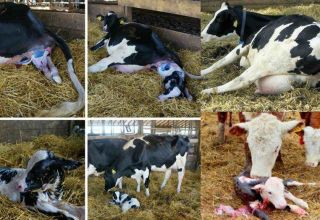Birth and care of twins calves and how to understand that there will be twins